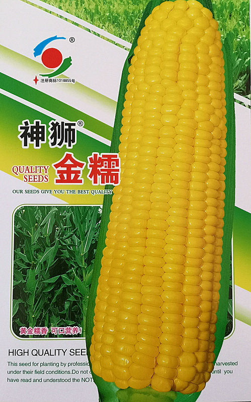 神狮金糯——玉米